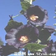曼陀罗