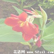 美人蕉