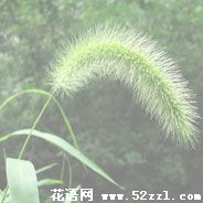 狗尾巴草