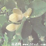 玉兰