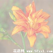 萱草