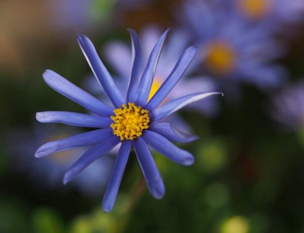 雏菊