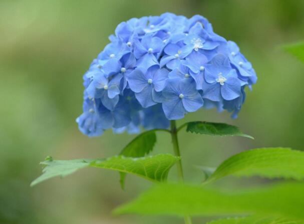 绣球花